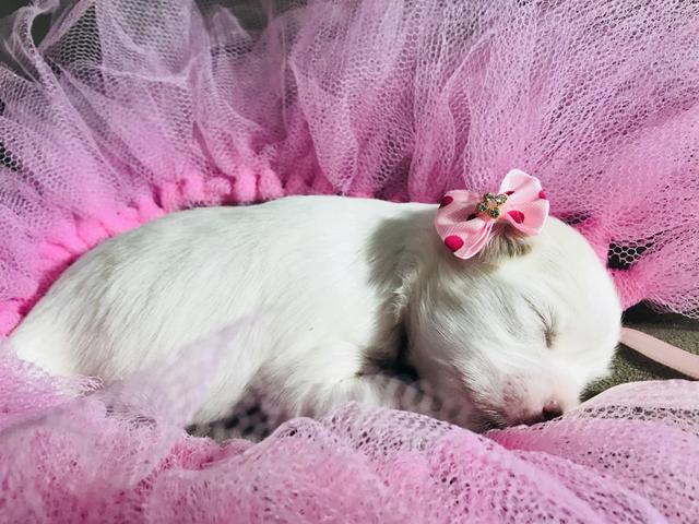 Fêmea de lhasa Apso