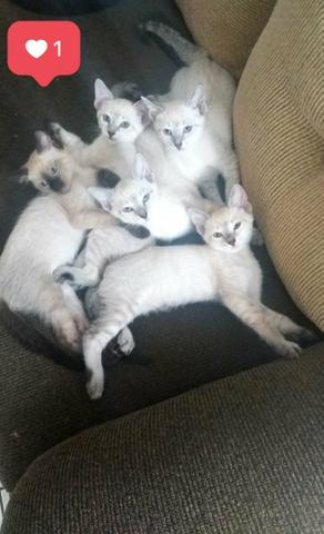 Gatinhos para doação