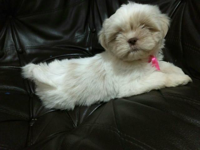 Linda Fêmea de Shih tzu,Agora por menos Realize seu sonho.