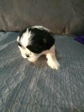 Linda fêmea shitzu micro 600 a vista