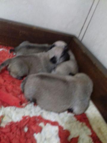 Lindos bebes de pugs para reservas