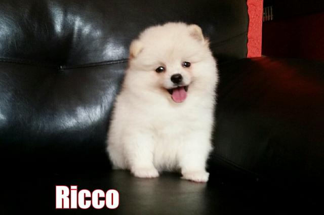 Macho de Spitz alemão branco com pedigree