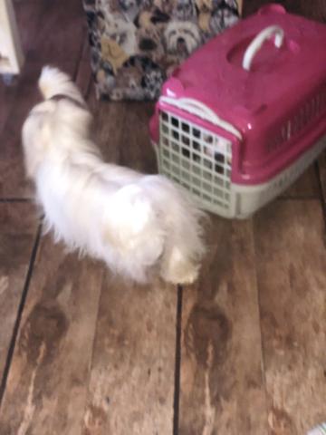 Não deixe te enganar Maltês macho mini Puríssimo meses