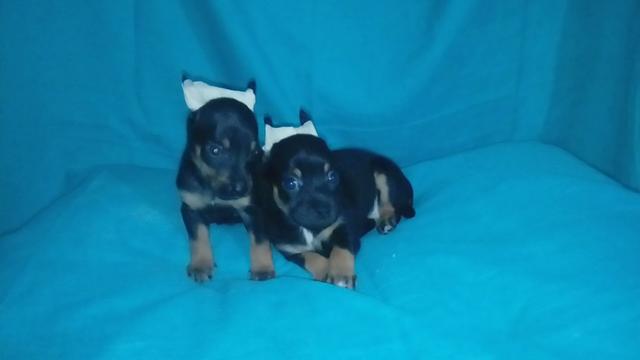 Pinscher mini machinho, vacinado