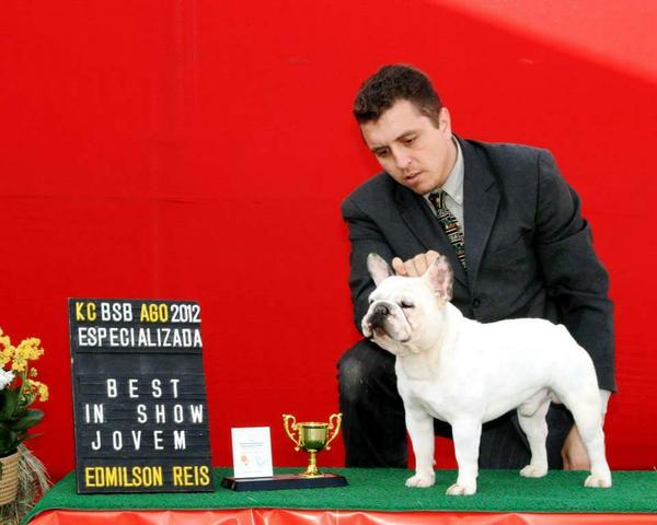 Premier Chien Kennel disponibiliza Padreador para cobertura