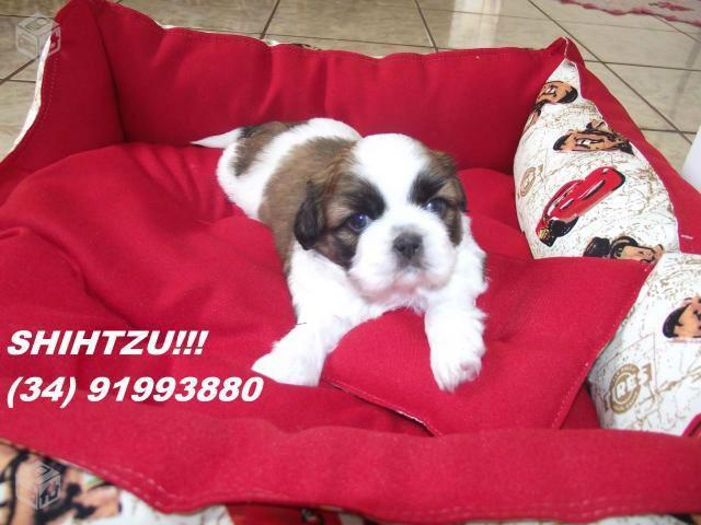 Shih Tzu Machinho com Pedigree em até 12 x no Cartão