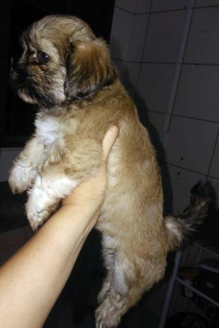 Shih Tzu micro porte fêmea disponível para entrega