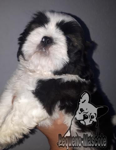 Shih tzu