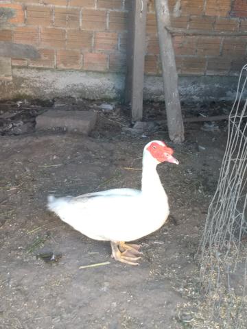Vende-se Pato
