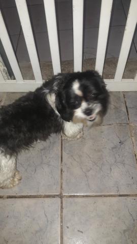 Vendo shihtzu macho 120 reais