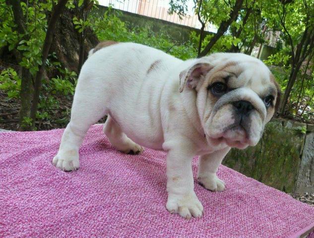 Bulldog Inglês Macho 3 meses