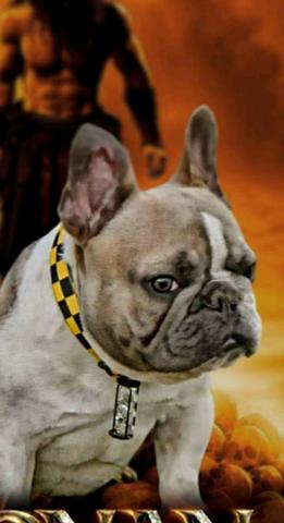 Bulldog francês.