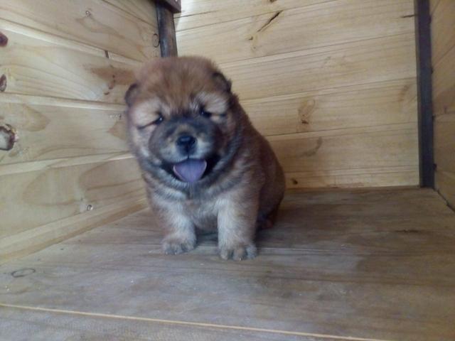Chow chow