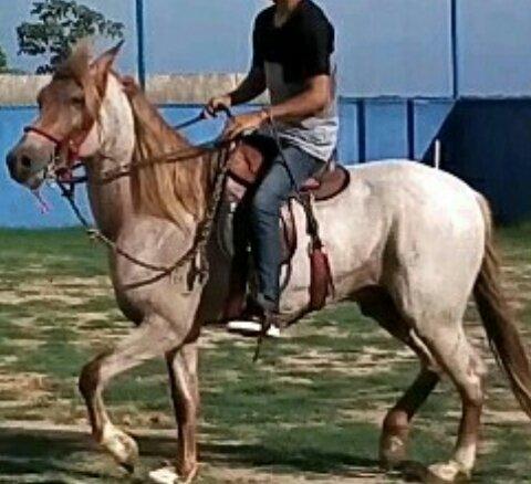 Cobertura Mangalarga