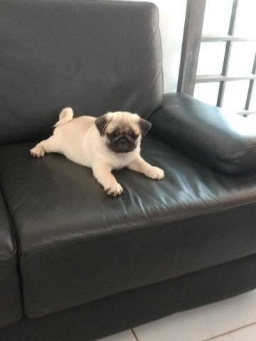 Diu garantia macho de p u gg