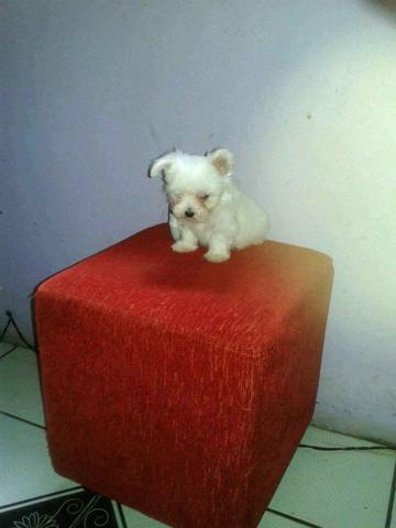 Maltês macho mini