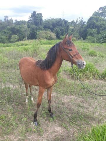 Mangalarga por moto de trilha