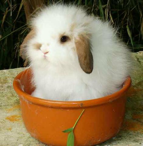 Mini coelho fuzzy lop