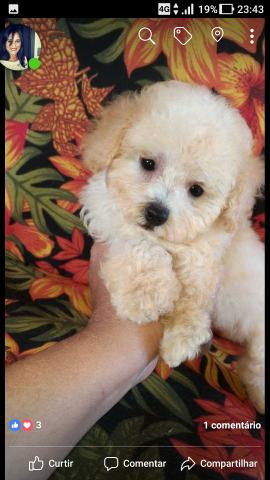 Poodles com pedigree CBKC