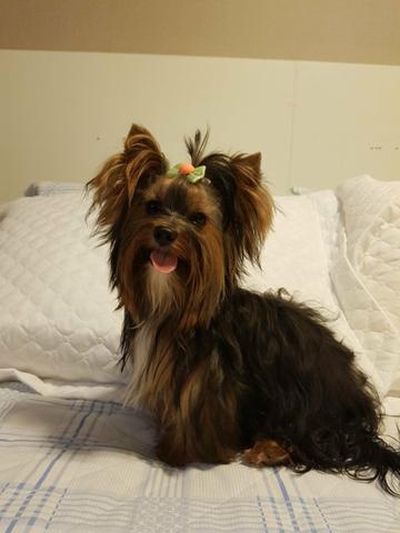 Procuro York fêmea micro para cruza