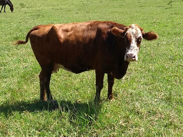 Vacas leiteiras a partir de 