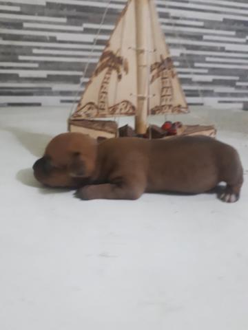 Vende-se cachorro Pinscher