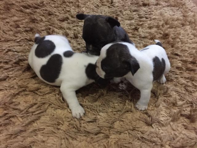 Bulldog francês macho  são anão