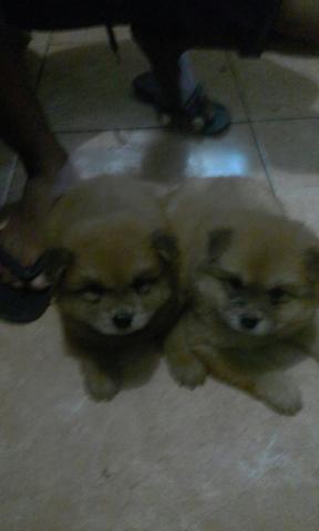 Chow Chows, últimos da ninhada!