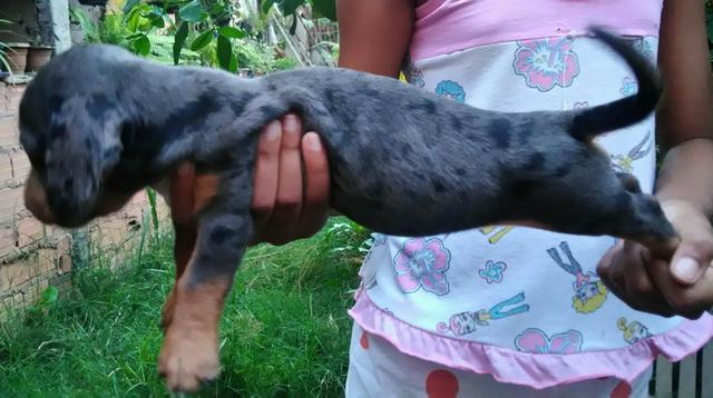 Dacshund Arlequim (aceito cartão)