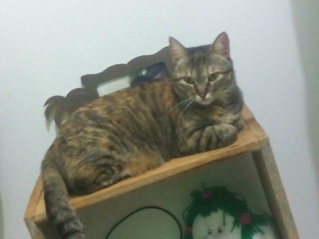 Doa se gatinha super mansa