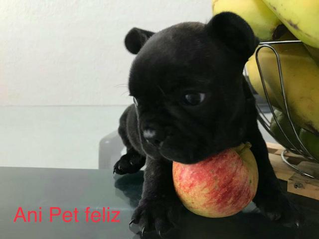 Femea d e Bulldog francês