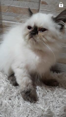 Gato persa(himalaia)ponta chocolate