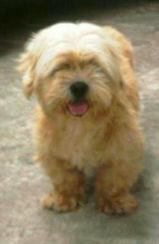 Lhasa apso macho
