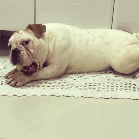 Linda bulldog fêmea