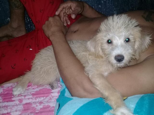 Poodle femea 2 meses