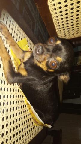 Procura um macho. pra cruzarO