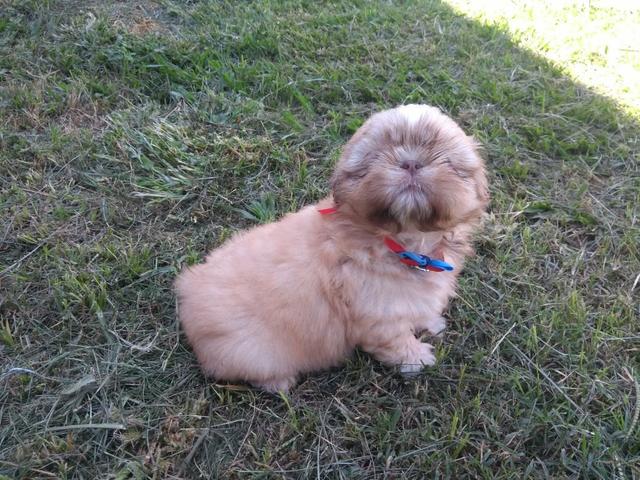 Shihtzu macho disponível