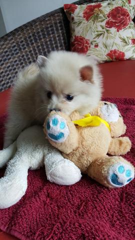 Spitz alemão anão Fêmea