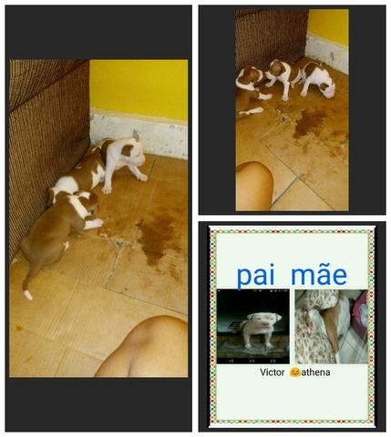 Vendo Pitbull red nose