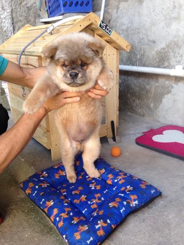 Vendo chow chow