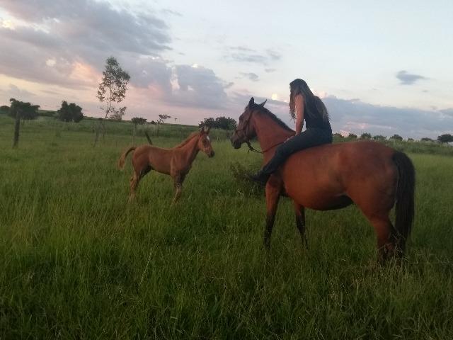Égua meio sangue QM com potro