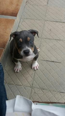 American bully blue tricolor