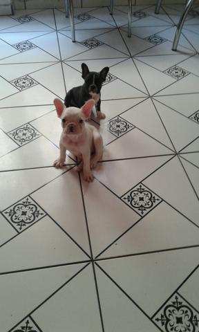 Bulldog francês fêmeas