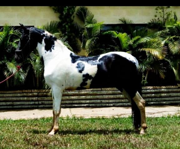 Cavalo MangaLarga Machado