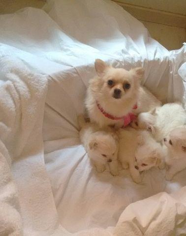 Chihuahua pelo longo macho