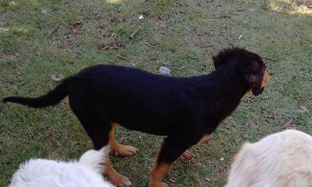 Doação cachorra mestiça de Bernese com golden 8 meses