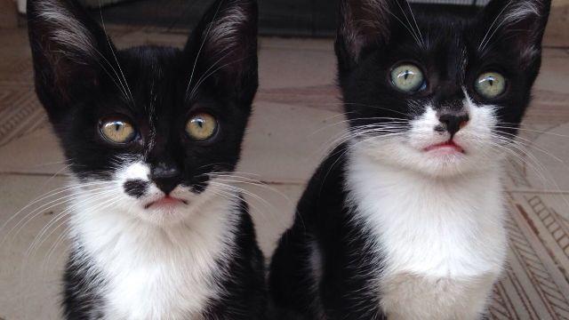 Doação de duas lindas gatinhas