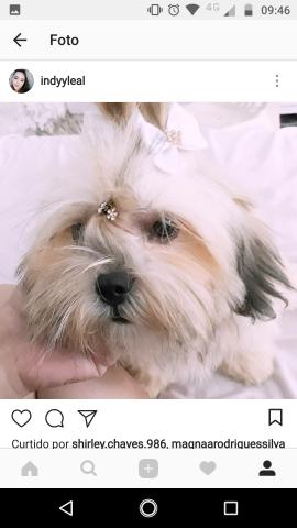 Lhasa Apso fêmea 6 meses