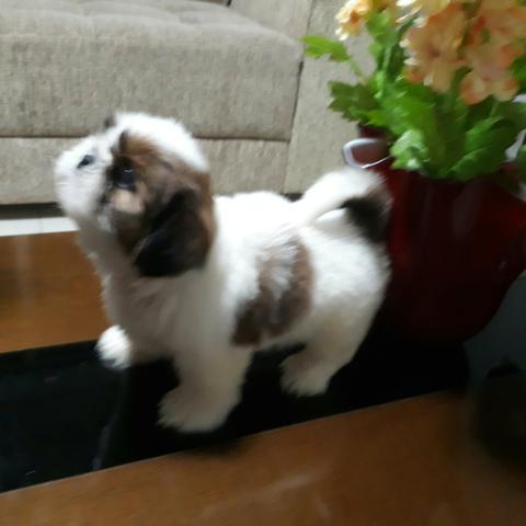 Shih-Tzu Promoção Canil Lienn