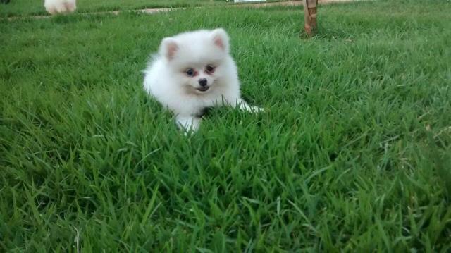 Spitz alemão anao macho já com 3 doze de vacina é com pedigree cbkc